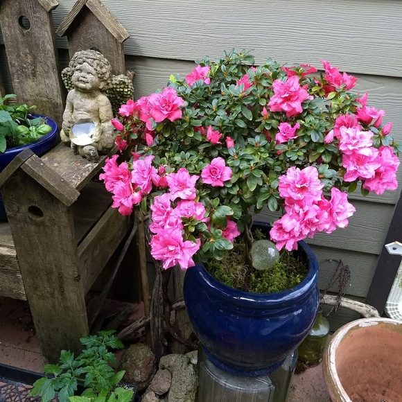 Meet the Posh Ambassador, Patty - Picture 2 of 5